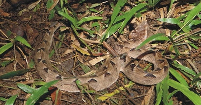 The venomous snake sees the dried branches in Vietnam