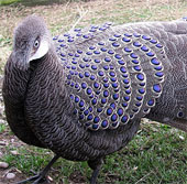 The very beautiful 'special bird' of Vietnam