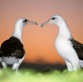 The 'very' human characteristics of animals may not be known to you