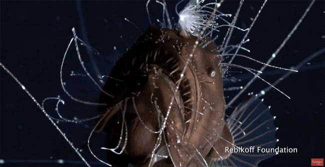 The video shows an unprecedented deep freak monster