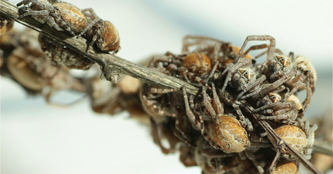 The 'virgin' spider donates itself as a prey for the young spider mite