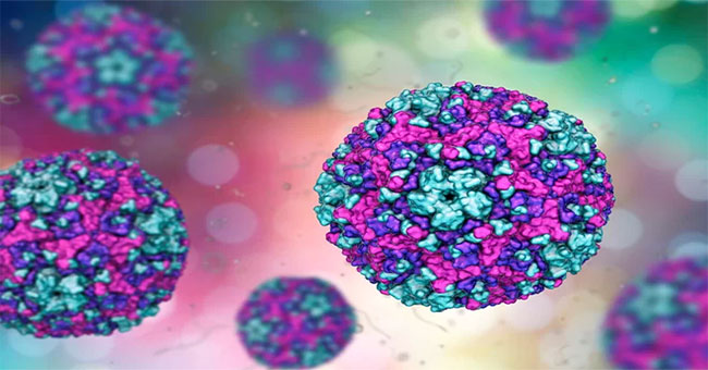 The virus causes mild illness in adults, but the fetus has a heart defect