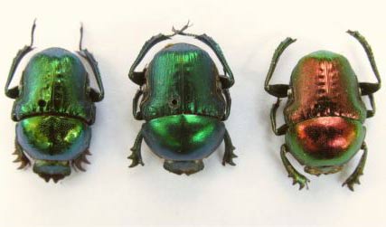 The vivid color of beetles can affect future light technology