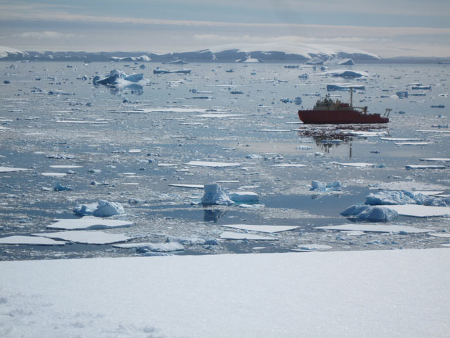 The warming climate affects the Antarctic food chain