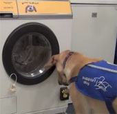 The washing machine starts with the dog barking