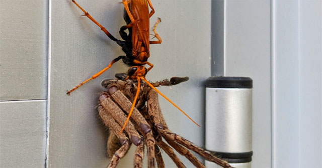 The wasps knock down giant spiders, dragging toward the nest