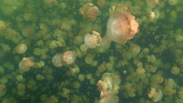 The water in the ocean is mixed by jellyfish