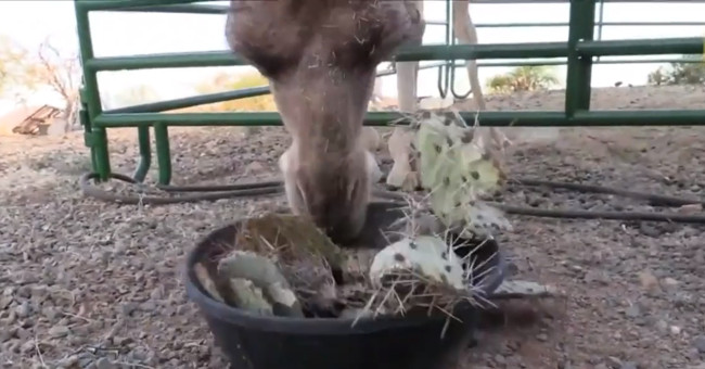 The way camels chew on prickly cacti