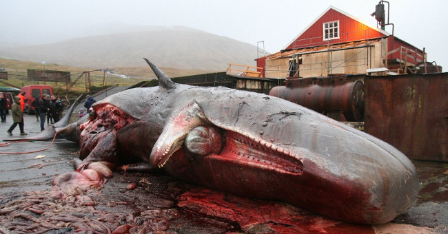 The way scientists preserve whale hearts weighs 200 kilograms