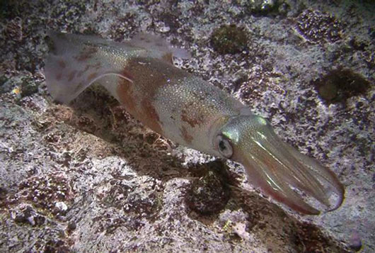 The way 'squeaky' of squid