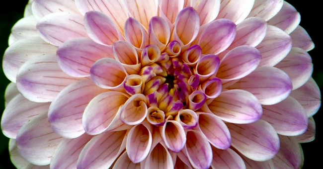 The way the flowers know it is time to hatch
