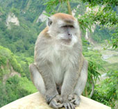 The way the primates' brains look