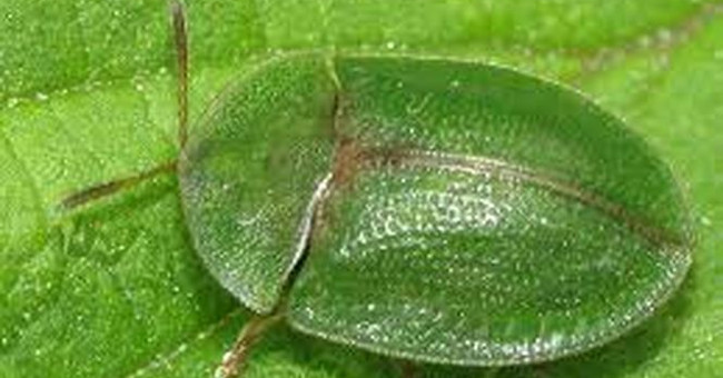 The way to do that is the bizarre nature of beetles with a penis longer than the body