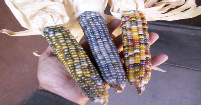 The way to make corn is like a rainbow
