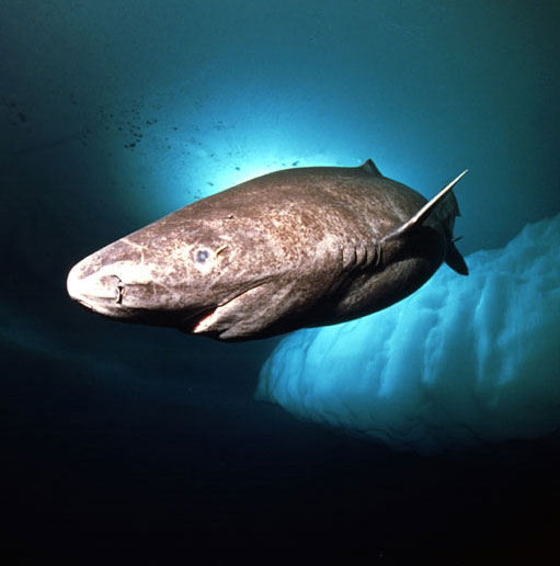 The weirdest shark in the world