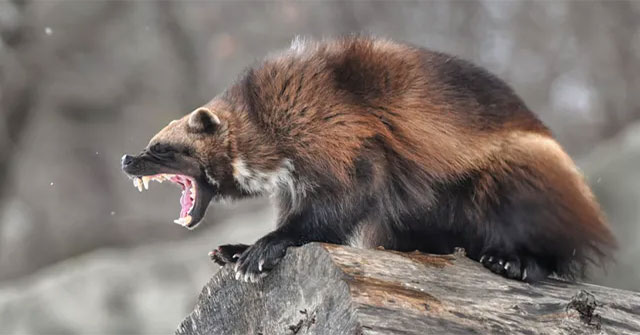 The 'werewolf' 100% real version: Extraordinary, aggressive, attacks both polar bears
