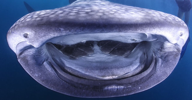 The whale shark laughs at the camera