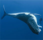 The whale's longevity secret is curved