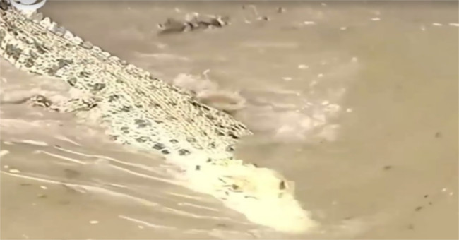 The 'white' crocodile was hated by his fellow men