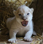 The white lion is rarely born at the American zoo