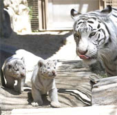 The white tiger kept for the first time was born in Japan