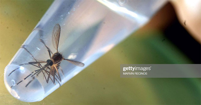 The whole country of Iceland has only one mosquito, it is also soaked in alcohol and put into a museum