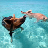 The whole island of animals in the world