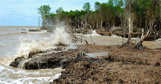 The whole Mekong Delta is subsiding at a rate of nearly 2.5cm per year