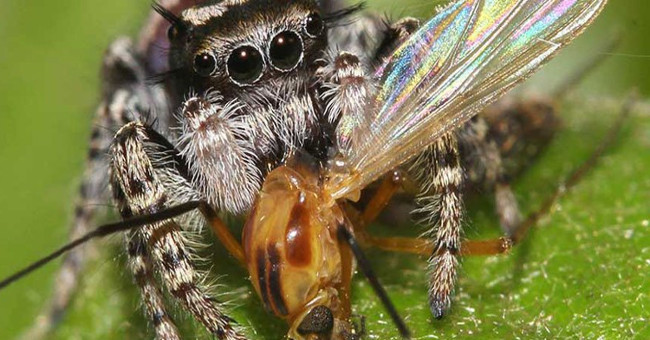 The whole weight of humans combined is not equal to the amount of food that spiders consume each year