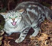 The wild cat appeared once extinct