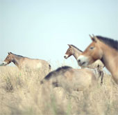 The wild horse Przewalski echoes the prairie
