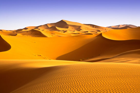 The wild world on the Sahara desert