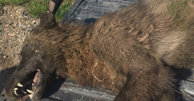 The wolf-like creature confused the researcher