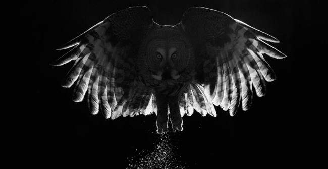 The works won the Photo of the best bird in 2017