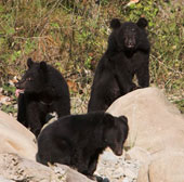 The world cooperates to research and protect wild bears
