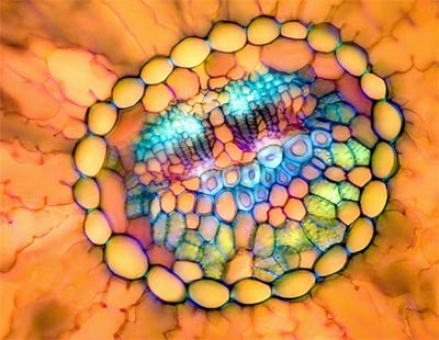 The world exaggerates through a microscope