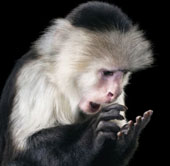 The world famous 'Emotion of animals'