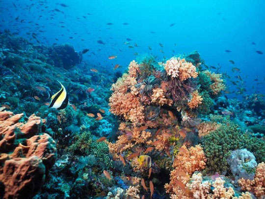The world has the fifth undiscovered ocean