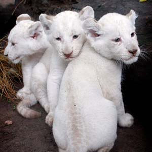 The world has three kids white lions
