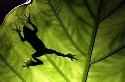 The world knows almost two-thirds of amphibians