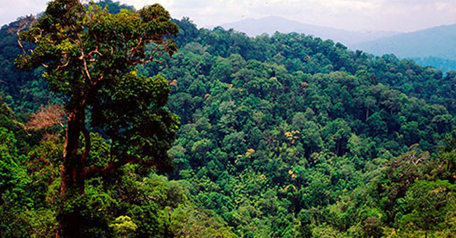 The world lost forest area by 1,000 football fields per hour