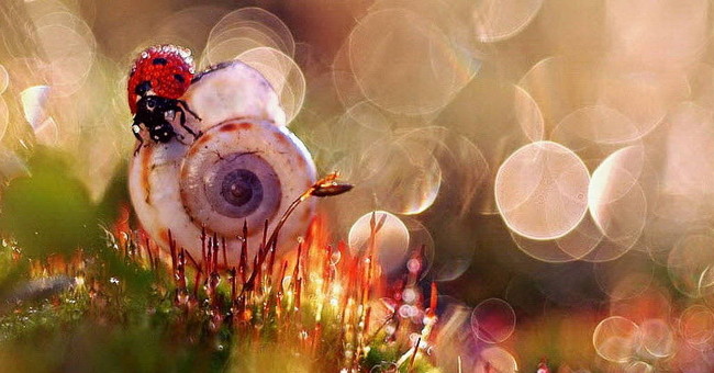 The world of insects shimmering