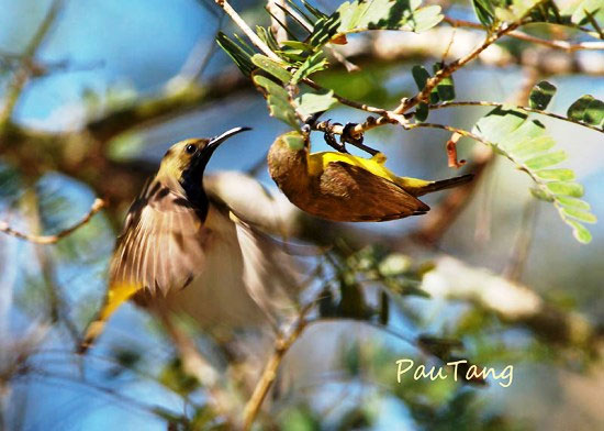 The world tries to protect sparrows