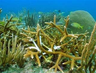 The world will no longer corals?