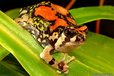 The world's 10 most exotic and endangered amphibians