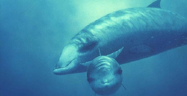 The world's deepest diving mammals