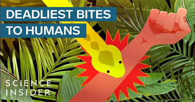 The world's fastest deadly venom animal