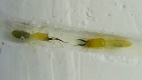 The world's fastest termite bite
