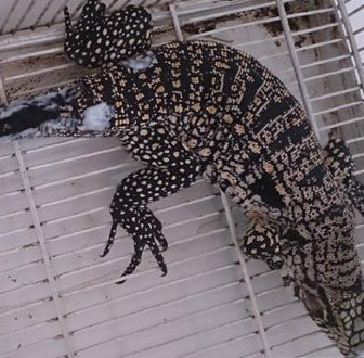The world's first 6-tailed lizard