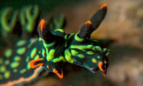 The world's first bisexual luminescent sea slug